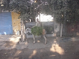Lupo Egitto 055